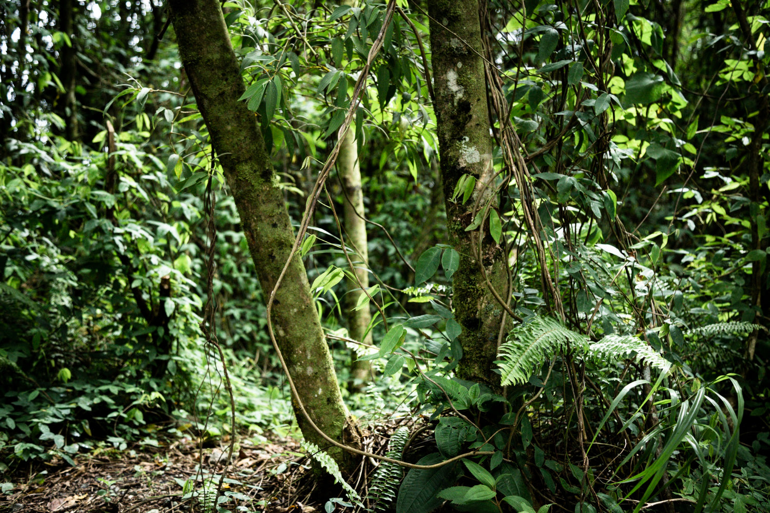 Tropical forest of costa rica in rainy weather