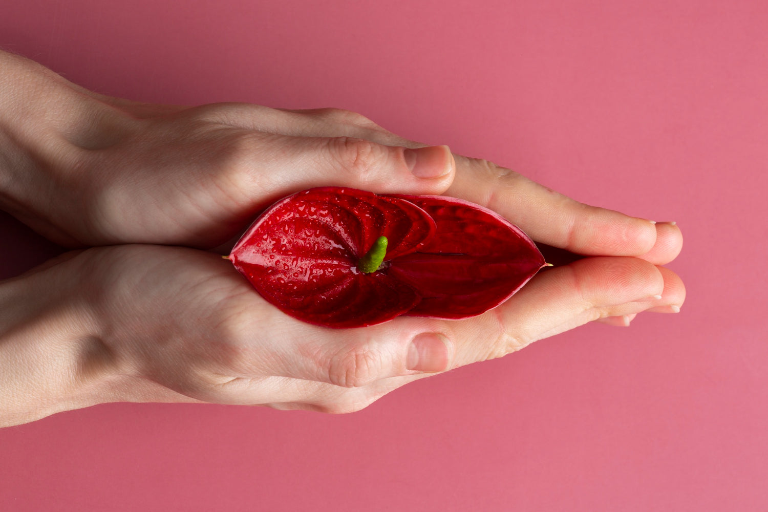 maos-segurando-planta