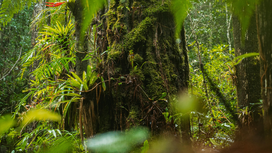 biodiversidade floresta