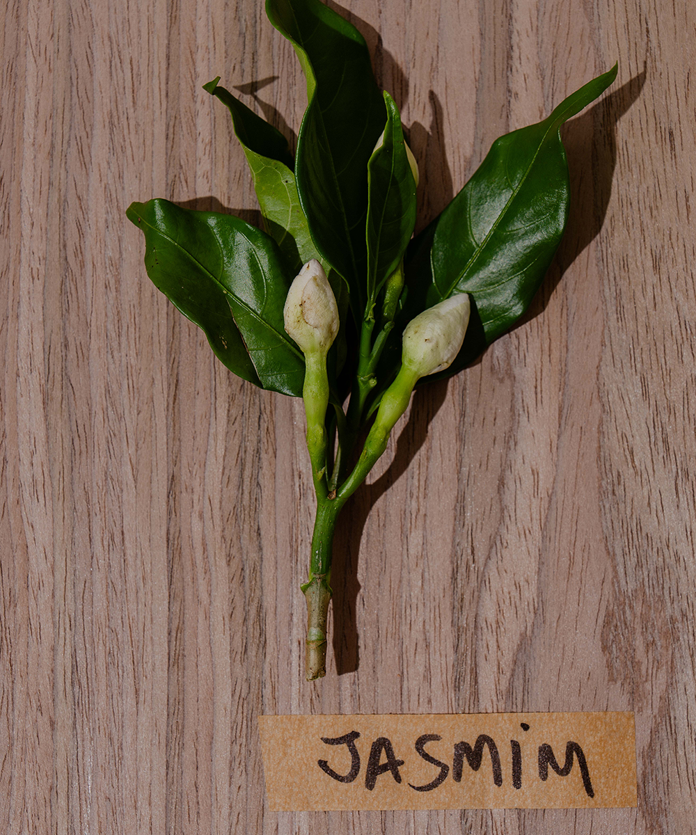 Jasmim: o Afrodisíaco Natural que Cuida da Pele, do Humor e Desperta os Sentidos