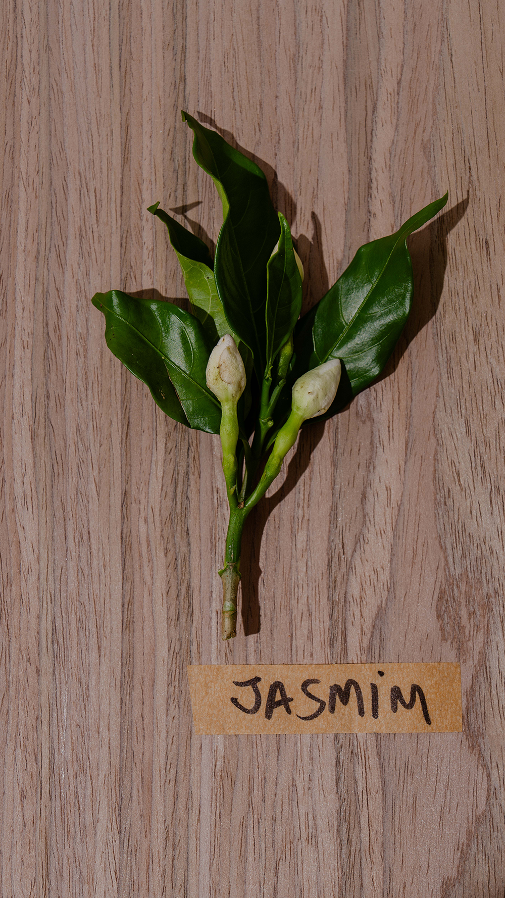 Jasmim: o Afrodisíaco Natural que Cuida da Pele, do Humor e Desperta os Sentidos