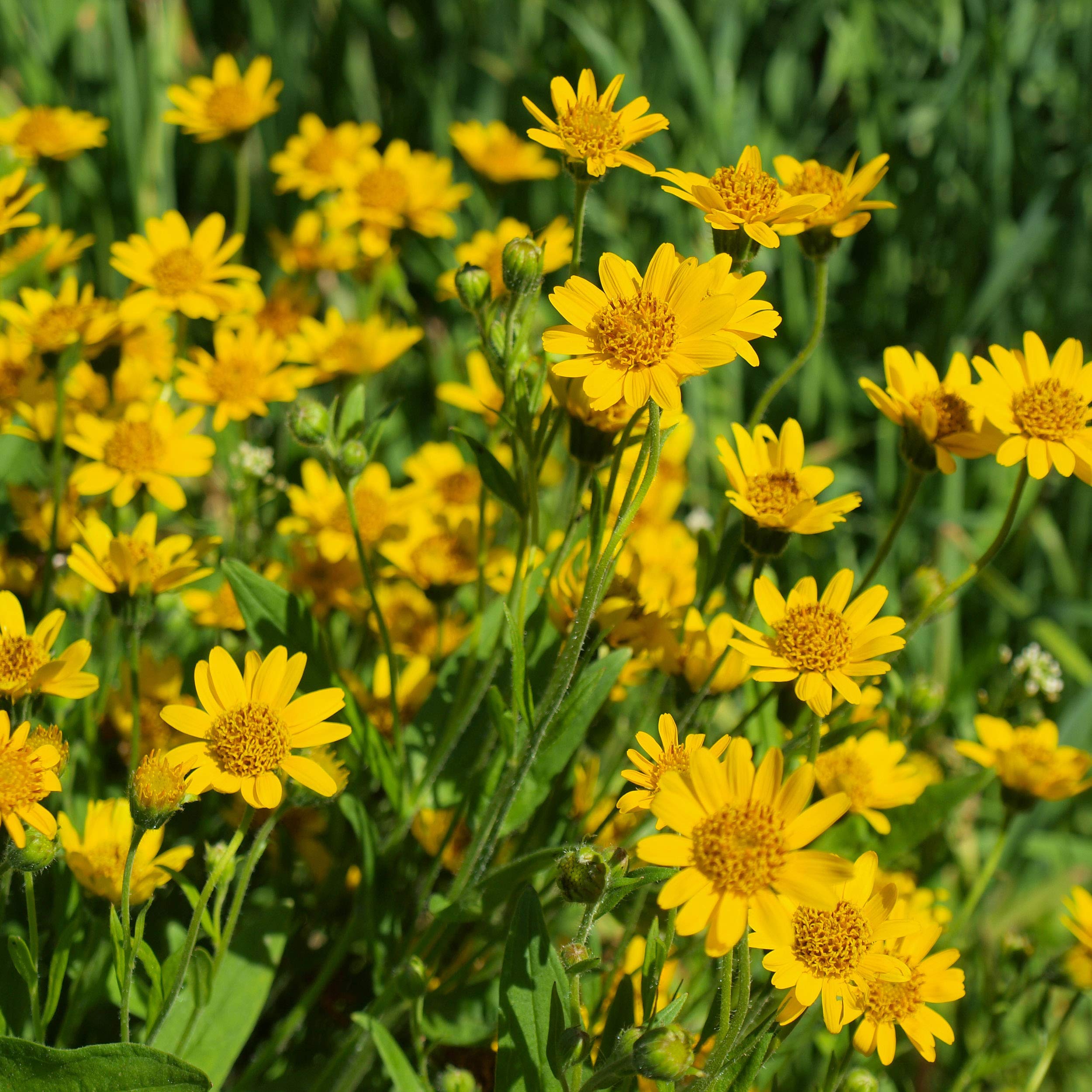 Arnica Montana: Um Ingrediente Natural para Alívio da Dor