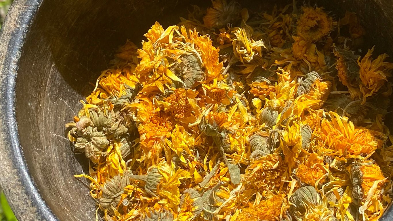 Calêndula: A Flor do Sol que Acalma e Cura - Fitō