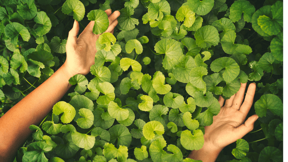 Centella Asiática: A planta que cura de dentro para fora - Fitō