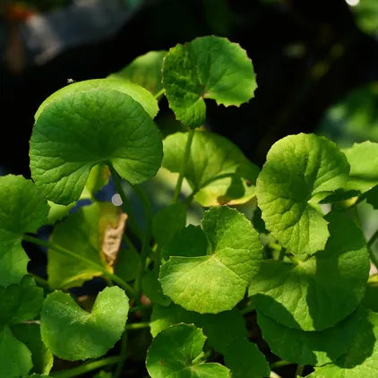 O Elixir da Juventude: Centella Asiática