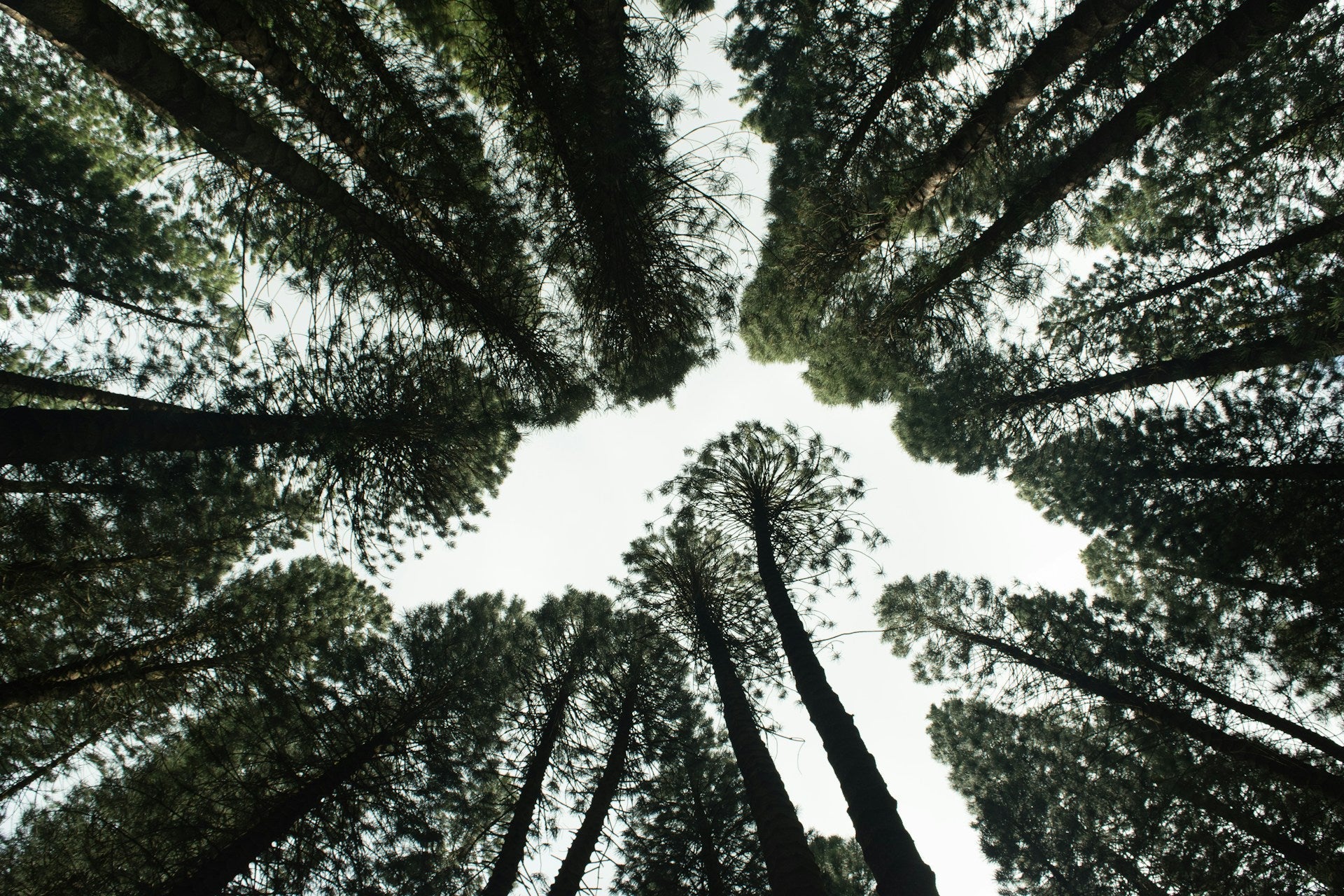 Como os cosméticos naturais contribuem para a sustentabilidade ambiental - Fitō