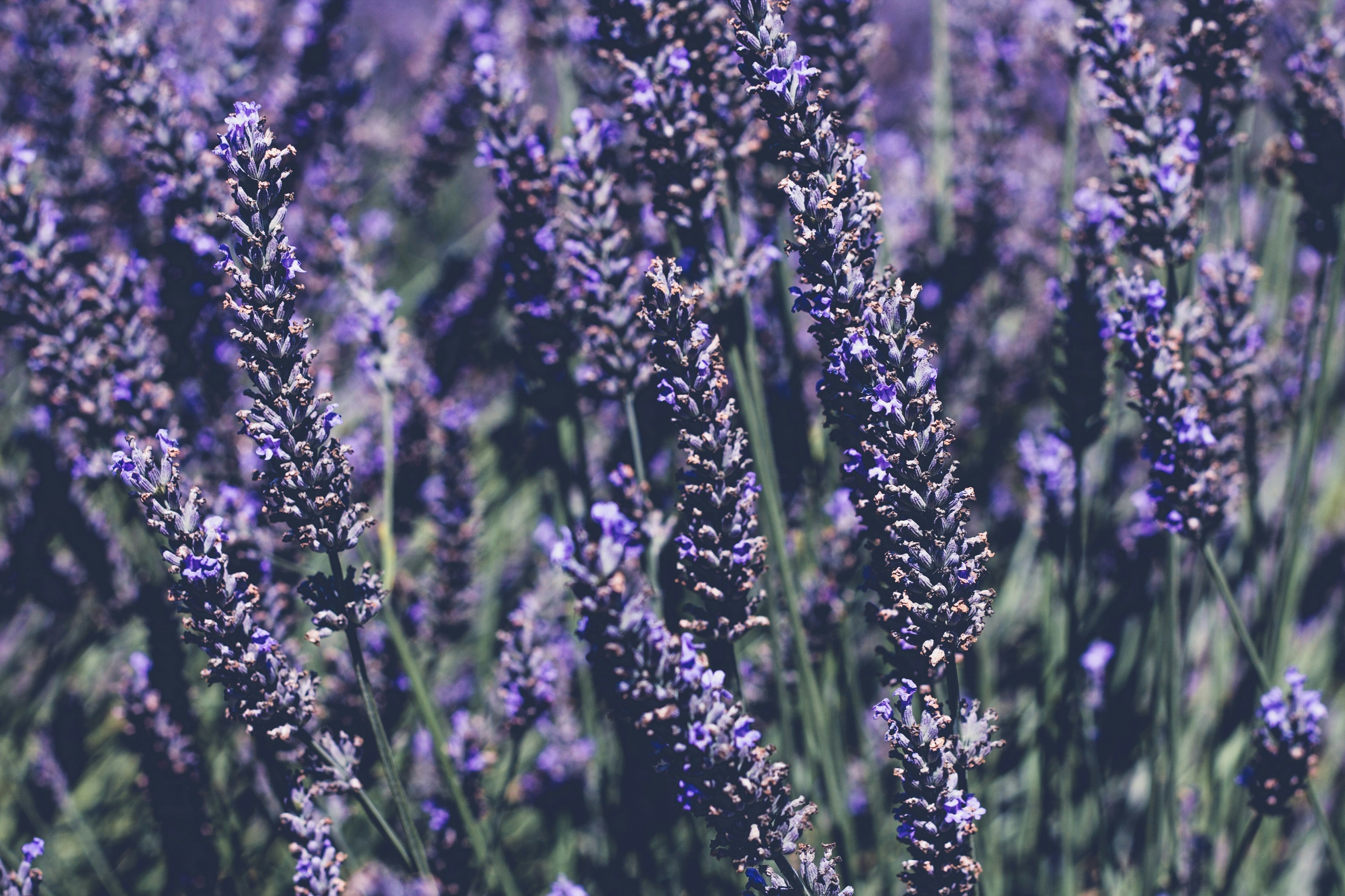 Descubra as Diferenças Entre a Lavanda Francesa e a Brasileira - Fitō