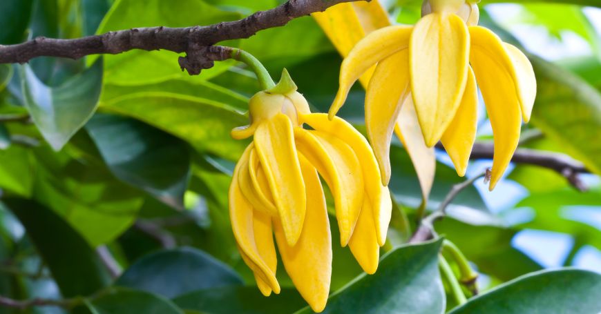 Descubra os Benefícios do Ylang Ylang para a Libido e o Bem-Estar Emocional - Fitō