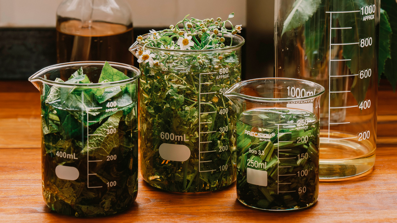 Conheça 4 Plantas Medicinais do Brasil