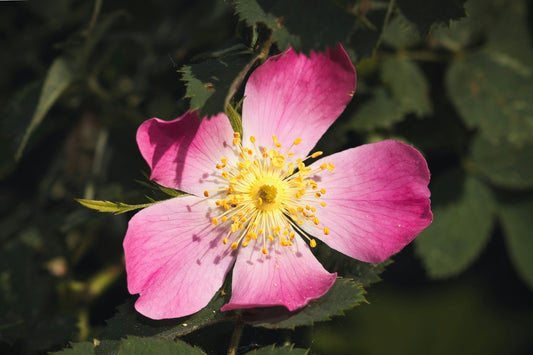 Antioxidantes Naturais: Óleo de Rosa Mosqueta