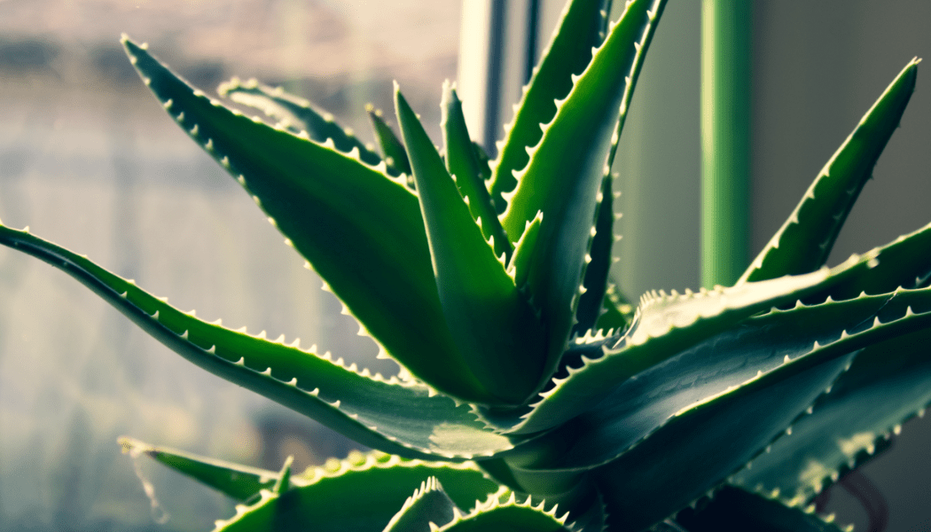 Hidratação Profunda com Aloe Vera - Fitō