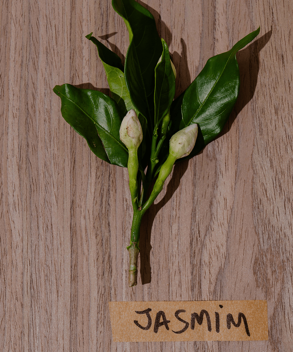 Jasmim: o Afrodisíaco Natural que Cuida da Pele, do Humor e Desperta os Sentidos - Fitō
