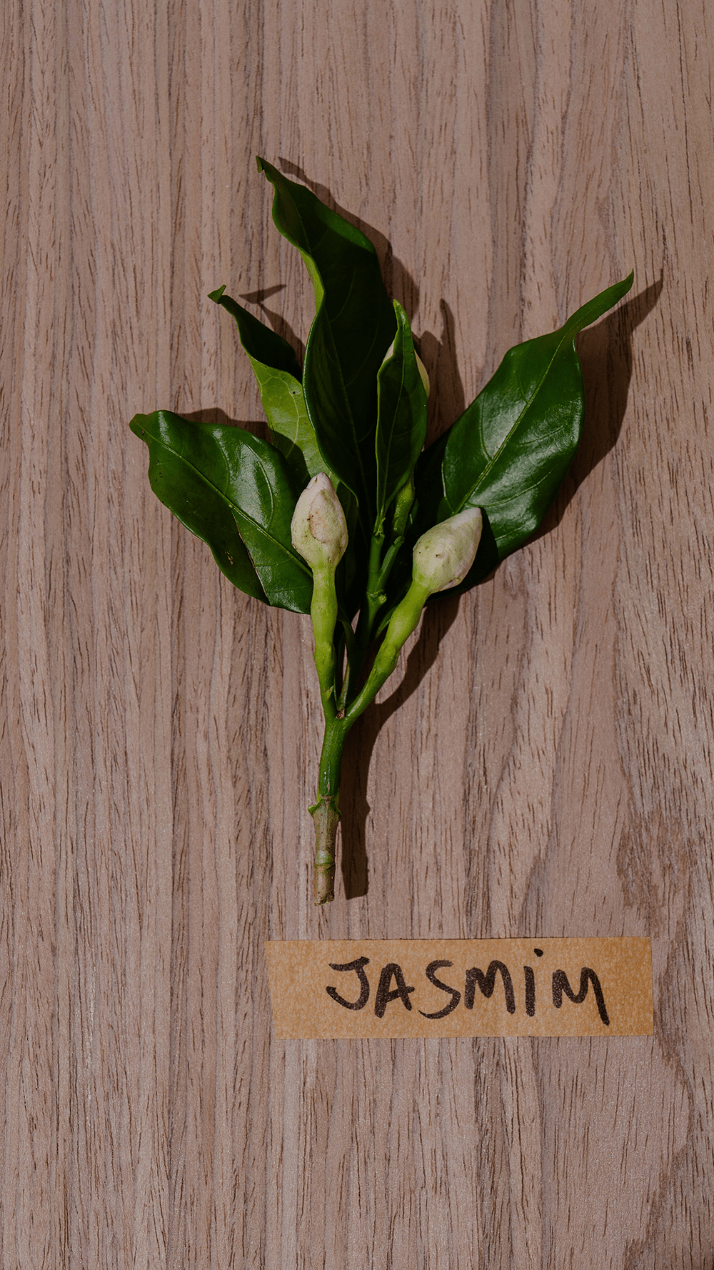 Jasmim: o Afrodisíaco Natural que Cuida da Pele, do Humor e Desperta os Sentidos - Fitō
