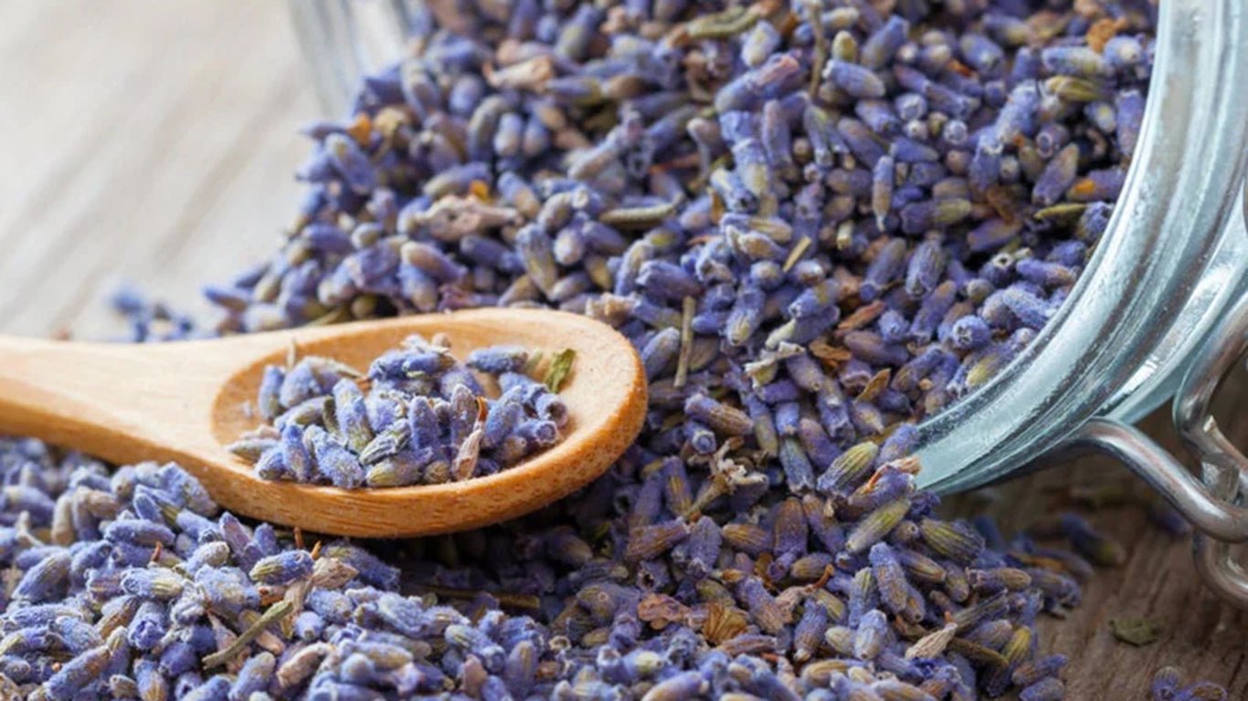 Lavanda Francesa: O Sopro Aromático da Tranquilidade e Beleza - Fitō