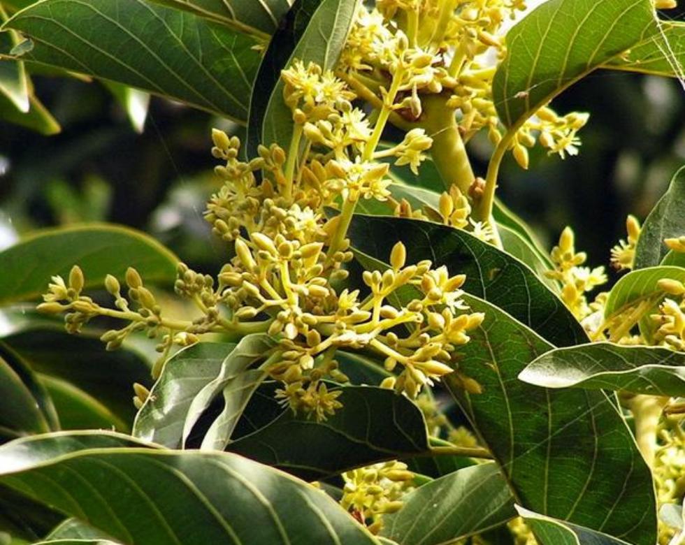 Marapuama: O Segredo Natural para Impulsionar Sua Saúde Sexual - Fitō