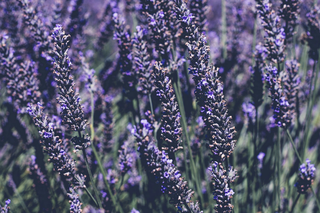 Descubra as Diferenças Entre a Lavanda Francesa e a Brasileira